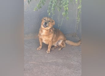  Gero, Sonnenschein auf vier Pfoten / bereits in Deuscthland