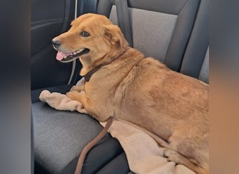  Gero, Sonnenschein auf vier Pfoten / bereits in Deuscthland