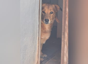  Gero, Sonnenschein auf vier Pfoten / bereits in Deuscthland