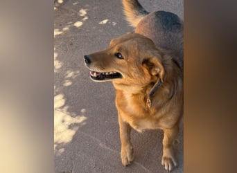  Gero, Sonnenschein auf vier Pfoten / bereits in Deuscthland