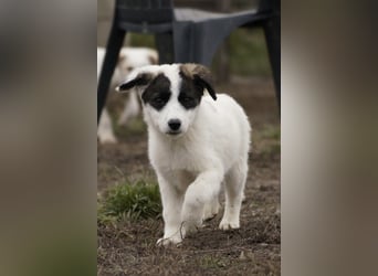 Süße Amila sucht ihre Familie