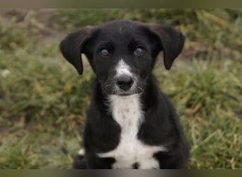 Neugieriger Merlyn sucht seine Familie