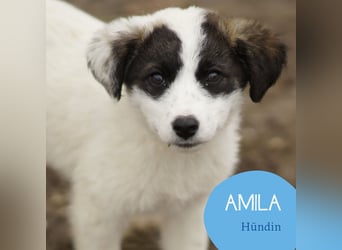 Süße Amila sucht ihre Familie
