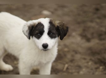 Süße Amila sucht ihre Familie