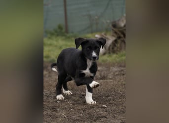 Neugieriger Merlyn sucht seine Familie