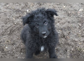 Kleiner Matti sucht sein Zuhause