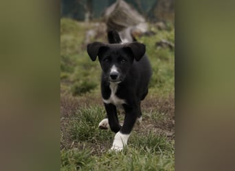 Neugieriger Merlyn sucht seine Familie