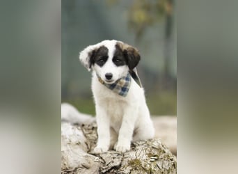 Süße Amila sucht ihre Familie