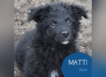 Kleiner Matti sucht sein Zuhause