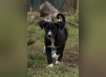 Neugieriger Merlyn sucht seine Familie