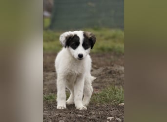 Süße Amila sucht ihre Familie