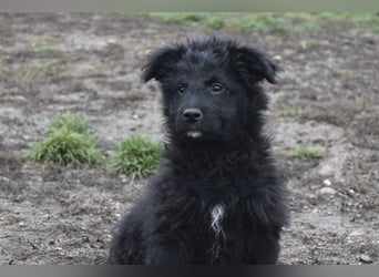 Kleiner Matti sucht sein Zuhause