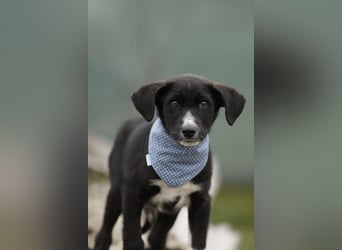 Neugieriger Merlyn sucht seine Familie