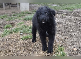 Kleiner Matti sucht sein Zuhause