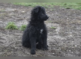 Kleiner Matti sucht sein Zuhause