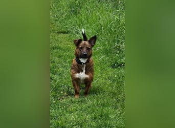 Meg - treue Begleiterin sucht ihre Familie