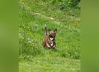 Meg - treue Begleiterin sucht ihre Familie