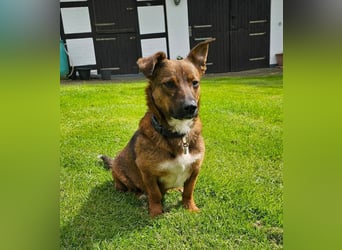 Meg - treue Begleiterin sucht ihre Familie