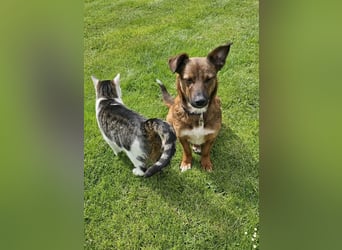 Meg - treue Begleiterin sucht ihre Familie