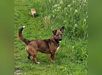 Meg - treue Begleiterin sucht ihre Familie