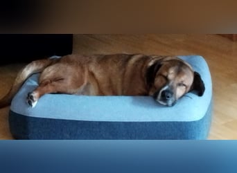 Rudi: Kurzbeinig, charmant und bereit für sein Für-Immer-Zuhause