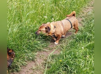 Rudi: Kurzbeinig, charmant und bereit für sein Für-Immer-Zuhause