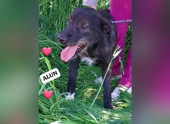 Rüde Alun, alle Geschwister sind vermittelt, er möchte Rumänien ganz schnell verlassen