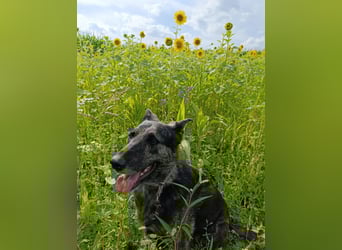 Lady - sanfte Schmusemaus mit großem Herzen