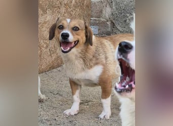 ⭐️FABIENNE⭐️, Hündin, 1,5 Jahre, 34 cm, Mischling, Tierschutz