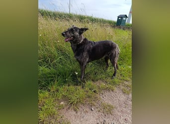 Lady - sanfte Schmusemaus mit großem Herzen