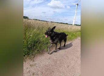 Lady - sanfte Schmusemaus mit großem Herzen