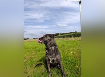 Lady - sanfte Schmusemaus mit großem Herzen