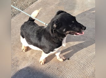 Welpen Buben Eden 25cm und Jackson 22cm möchten Rumänien gerne schnell verlassen