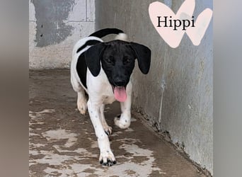 Hippi sucht dringend ein Zuhause