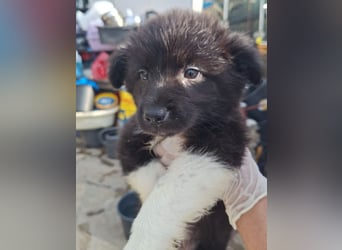 ZAPHIRA, lebensfroher Wirbelwind, Welpin, 2 Monate, 20 cm, Mischling, Tierschutz