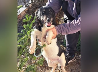 Welpen Buben Eden 25cm und Jackson 22cm möchten Rumänien gerne schnell verlassen