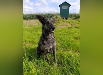 Lady - sanfte Schmusemaus mit großem Herzen