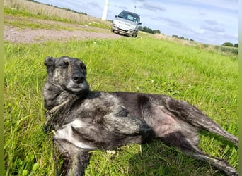 Lady - sanfte Schmusemaus mit großem Herzen