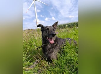 Lady - sanfte Schmusemaus mit großem Herzen