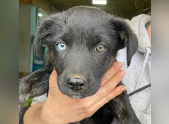 BLUE - bezauberndes Welpenmädchen sucht ihre Familie