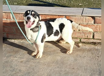 Welpen Buben Eden 25cm und Jackson 22cm möchten Rumänien gerne schnell verlassen