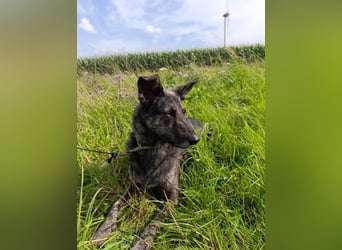 Lady - sanfte Schmusemaus mit großem Herzen