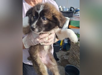 ZELINA, verschmuste Welpin, 2 Monate, 20 cm, Mischling, Tierschutz