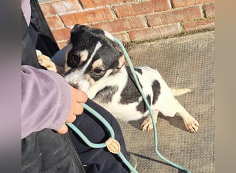 Welpen Buben Eden 25cm und Jackson 22cm möchten Rumänien gerne schnell verlassen