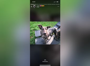 Lady - sanfte Schmusemaus mit großem Herzen