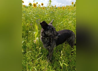 Lady - sanfte Schmusemaus mit großem Herzen