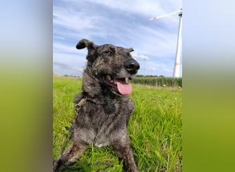 Lady - sanfte Schmusemaus mit großem Herzen