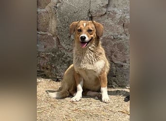 ⭐️FABIENNE⭐️, Hündin, 1,5 Jahre, 34 cm, Mischling, Tierschutz