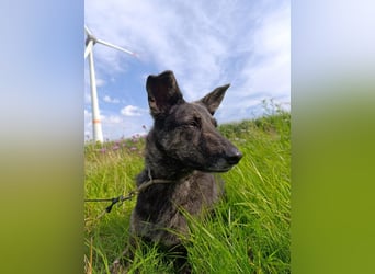 Lady - sanfte Schmusemaus mit großem Herzen