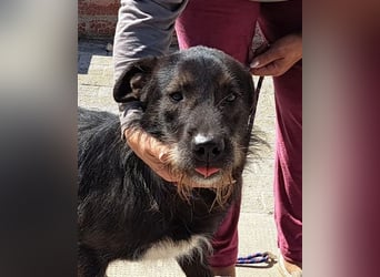 Rüde Alun, alle Geschwister sind vermittelt, er möchte Rumänien ganz schnell verlassen